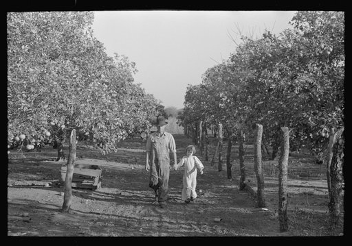 Untitled photo, possibly related to: Picking grapefruit near Weslaco, Texas