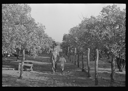 Untitled photo, possibly related to: Picking grapefruit near Weslaco, Texas