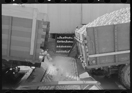 Unloading grapefruit into washing trough, grapefruit juice canning company, Weslaco, Texas
