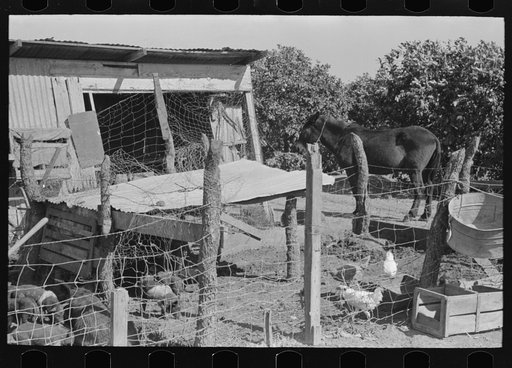 Hog house and chicken coop of Hidalgo County, Texas, farm