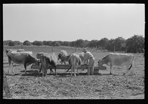 Farmer feeding cattle silage from trench silo, Hidalgo County, Texas. Livestock and dairy farming is on the upgrade in this section. Citrus fruits, citrus pulps, carrots and cabbages are accepted cattle feed in this section