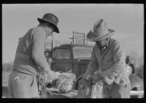 Untitled photo, possibly related to: Mexican labor contractor and worker cutting straw ties into proper length, near Santa Maria, Texas