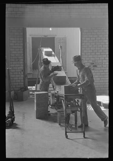 Conveyor loading direct from cannery into boxcar, Weslaco, Texas