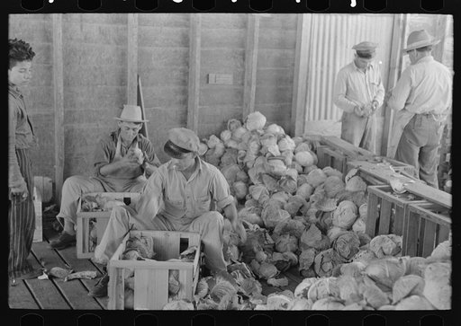 Packing cabbages into crates, Alamo, Texas
