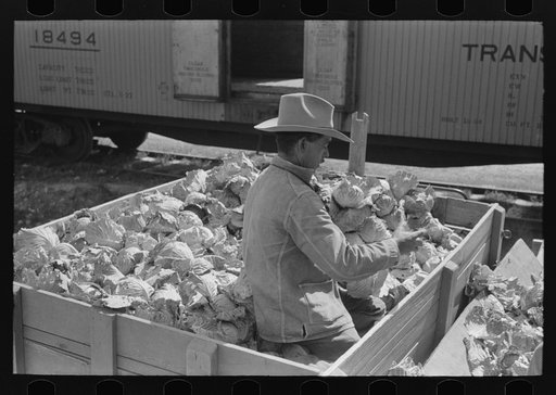 Grading cabbages at packing plant, Alamo, Texas