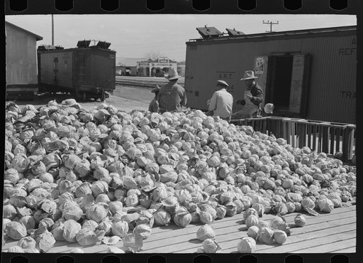 Pile of cabbages with Mexican graders in background, Alamo, Texas