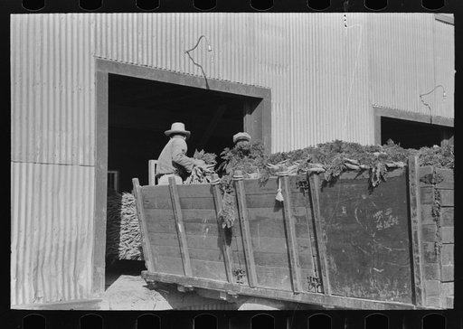 Untitled photo, possibly related to: Unloading carrots at packing plant, Pharr, Texas