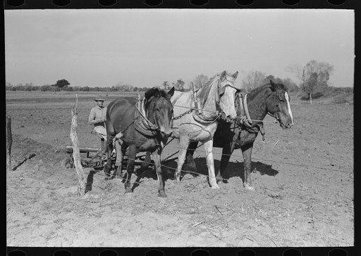 Untitled photo, possibly related to: Farmer discing land, Weslaco, Texas. FSA (Farm Security Administration) client