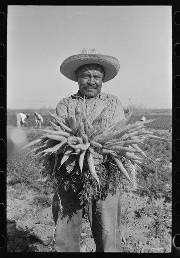 Untitled photo, possibly related to: Mexican carrot worker, Edinburg, Texas