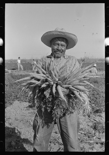 Mexican carrot worker. Edinburg, Texas