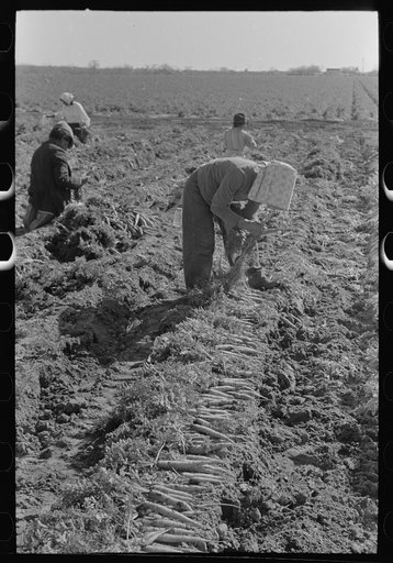 Bunching carrots, Edinburg, Texas