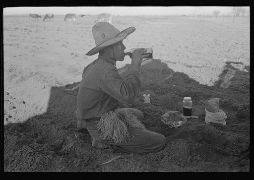 Untitled photo, possibly related to: Mexican carrot workers near Edinburg, Texas