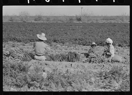 Untitled photo, possibly related to: Mexican carrot workers near Edinburg, Texas