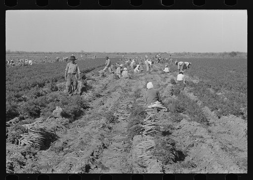 Mexican carrot workers near Edinburg, Texas