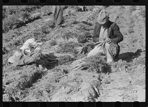 Tying carrots, near Edinburg, Texas