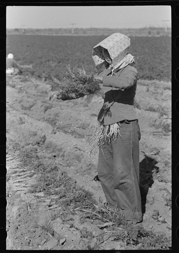 Mexican girl bunching carrots near Edinburg, Texas