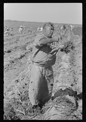 Mexican carrot worker, Edinburg, Texas