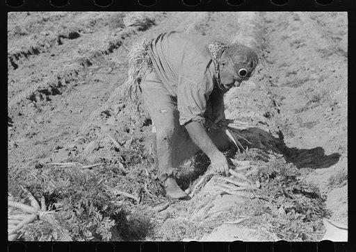 Untitled photo, possibly related to: Mexican carrot worker, Edinburg, Texas