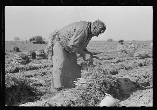 Untitled photo, possibly related to: Mexican carrot worker, Edinburg, Texas