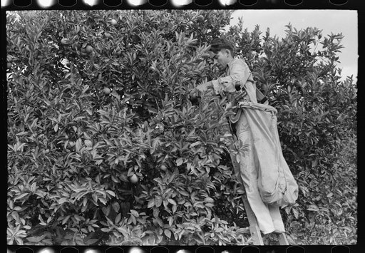 Picking oranges near Weslaco, Texas
