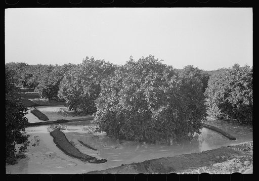Citrus grove being irrigated near San Juan, Texas