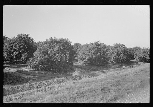 Citrus grove being irrigated near San Juan, Texas