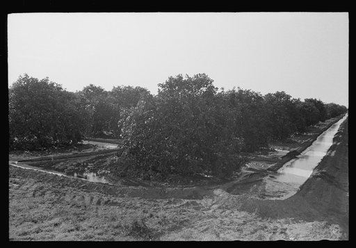 Citrus grove being irrigated near San Juan, Texas