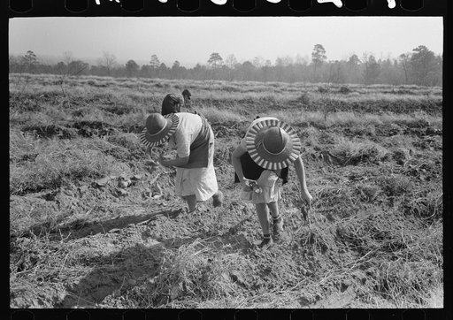 Children of sharecropper picking up sweet potatoes in field near Laurel, Mississippi