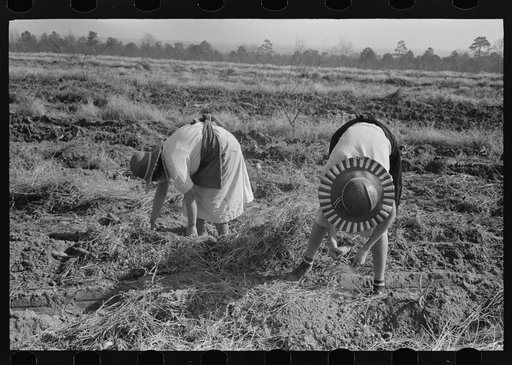Children of sharecropper picking up sweet potatoes in field near Laurel, Mississippi