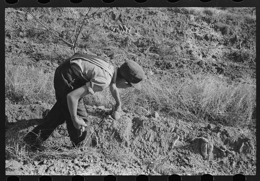 Child of sharecropper picking up sweet potatoes near Laurel, Mississippi