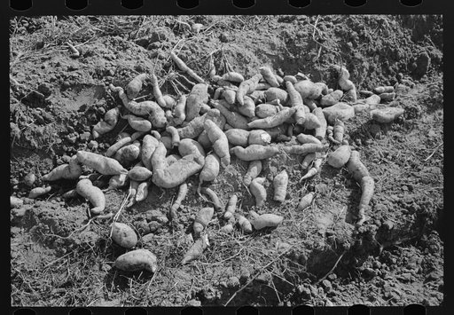 Sweet potatoes in field near Laurel, Mississippi
