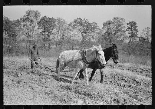 Plowing up sweet potatoes near Laurel, Mississippi