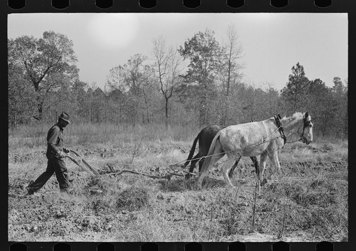Sharecropper plowing up sweet potatoes near Laurel, Mississippi