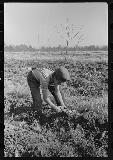 Child of sharecropper picking up sweet potatoes near Laurel, Mississippi