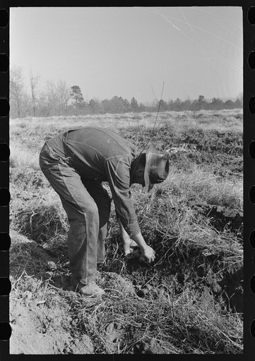 Untitled photo, possibly related to: Child of sharecropper picking up sweet potatoes near Laurel, Mississippi