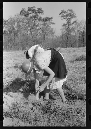 Untitled photo, possibly related to: Children of sharecropper with sweet potatoes near Laurel, Mississippi