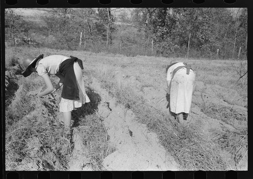 Untitled photo, possibly related to: Children of sharecropper with sweet potatoes near Laurel, Mississippi