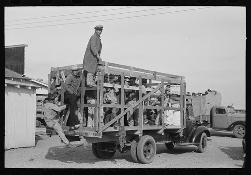 Mexican spinach cutters leaving for work in the fields, La Pryor, Texas