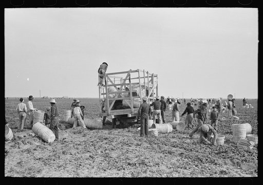 Spinach cutters making a "beeline" for the basket truck to secure supplies for their work, La Pryor, Texas