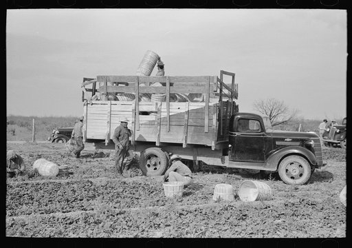 Unloading baskets from truck in spinach field, La Pryor, Texas