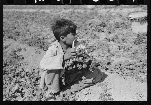 Young Mexican boy cutting spinach, La Pryor, Texas. Child labor is an accepted condition in the spinach fields