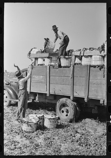 Untitled photo, possibly related to: Loading baskets of spinach onto truck in fields, La Pryor, Texas