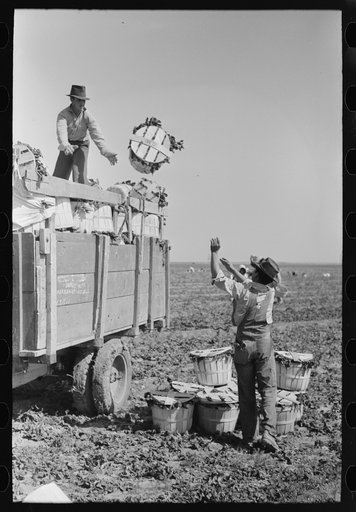 Loading baskets of spinach onto truck in fields, La Pryor, Texas
