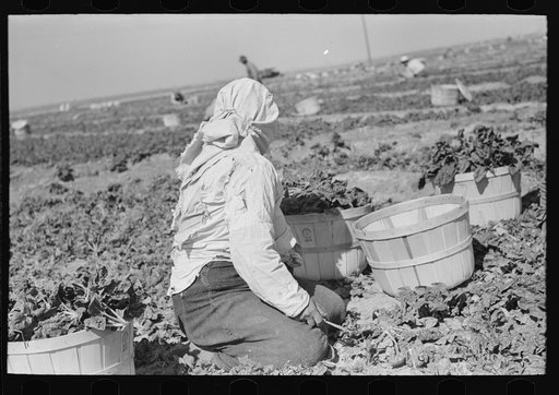 Untitled photo, possibly related to: Loading baskets of spinach onto truck in fields, La Pryor, Texas