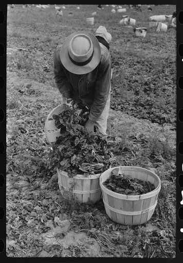 Loading baskets of spinach onto truck in fields, La Pryor, Texas