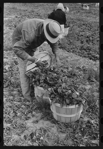 Untitled photo, possibly related to: Loading baskets of spinach onto truck in fields, La Pryor, Texas