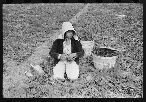 Untitled photo, possibly related to: Loading baskets of spinach onto truck in fields, La Pryor, Texas