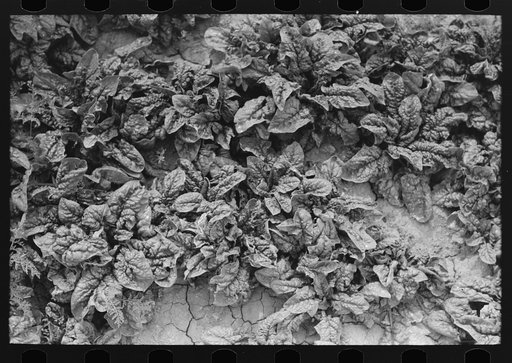Spinach growing in field at La Pryor, Texas