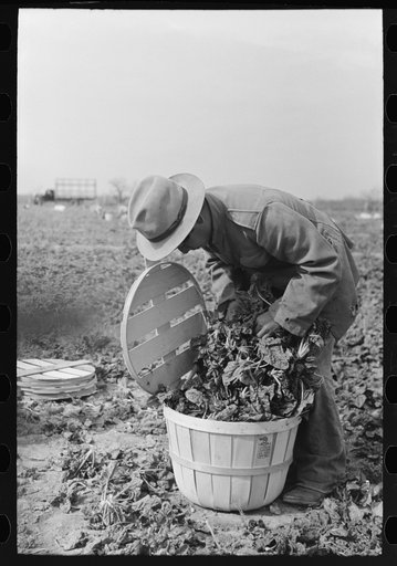 Inspecting quality of spinach, La Pryor, Texas