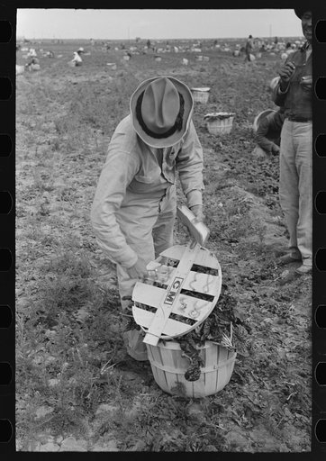 Mexican laborer contractors employ a checker who keeps track of number of baskets cut by each cutter, La Pryor, Texas. He also okays the baskets for shipping from fields